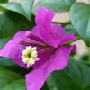Maple Ray - @maple.ray8 - TikTok