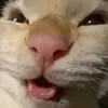 pineapple - @raymateooo - TikTok