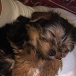 Ray McDaniel 🐶 - @raybaybay___ - Instagram