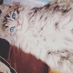 RAY MCKINNEY - @raymckinney133 - Instagram
