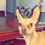 Gustopher Ray McMullen - @gustopher_the_chihuaha - Instagram
