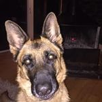 Ray Mcnamara - @gobcobbler42 - Instagram