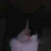 raymcnaughton7 - @xtimewasterx0001 - TikTok