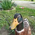 Ray Meredith - Facebook