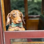 Raymond Milburn - @raymondtheminisausage - Instagram