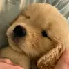 Murphy Ray - @murphyray_thegoldenboy - TikTok