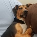 Hayden Ray Nadeau - @dog_lover_2007_2019 - Instagram