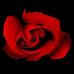 Ray Nelle - Facebook