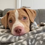 Rayne 🐾 - @raynestercookie - Instagram
