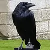 raynye6 - @ray.nye6 - TikTok