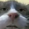 Queef - @ray.ping.children - TikTok