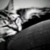 ray pope - @ray.pope5 - TikTok