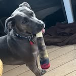 Otis Ray Redding - @otisrayreddingthepitweenie - Instagram