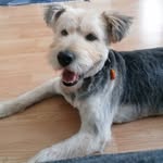 Ray Rex - @rayrexrescuedog - Instagram
