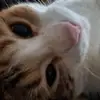 Ray Ray Riggs - @reagan.the.rat - TikTok