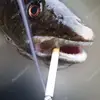 Ray Salmon - @user7382927293 - TikTok