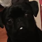 Pootie Monster Ray Scarbrough - @pootiemonsterray - Instagram