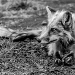 Ray Sheffer - @raysheffersphotography - Instagram