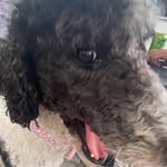 Ray Short - @rayshort_12 - Instagram