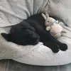 Sii Ray Simpkins - @siithepuppy - TikTok
