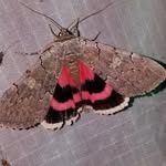 Ray Simpson - @catocala_ray - Instagram
