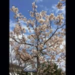 Ray Singleton - @raysingleton3279 - Instagram