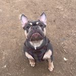 Reggie Ray Stanton - @reggieray_thefrenchie - Instagram