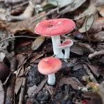 Ray Stclair - @mushroomman_51 - Instagram