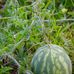 Ray Gene Sumner Farms - Facebook