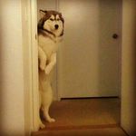 Chloe ray swisher - @wolfie_puppies - Instagram