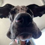 Titus Ray, The Great Dane - @titus_rayyyyyyy - Instagram
