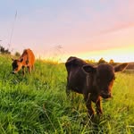 Ray and Paula Webber - @freefarm424 - Instagram