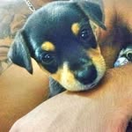 Rayka Rodrigues 🐾 - @rayka_weiler - Instagram