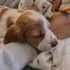 Ray 🐶 Welsh Springer Spaniel - @ray.spaniel - TikTok