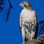 Ray Witt - @rwittphotography - Instagram