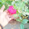 Rayhan King - @rayhanking97 - TikTok
