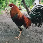 Raymond Gello-agan - @gelloaganraymond - Instagram