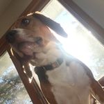Raymond Angelo Huertas - @chasethedog_13 - Instagram