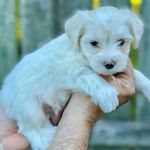 puppies - @berlinswillraymond - Instagram