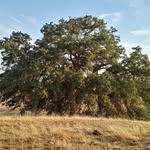 Raymond, California - @raymondcalifornia - Instagram