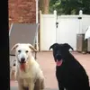 Raymond Callaghan - @raymond.callaghan - TikTok