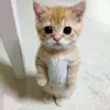user9558707468628 - @callaghanraymond2 - TikTok