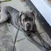 Ray's World 🌎 - @raymondthecanecorso - TikTok