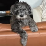 Captain Raymond - @captainraymondmcflufferton - Instagram