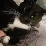 Captain Raymond Holt (kitty) - @captainraymondholtkitty - Instagram