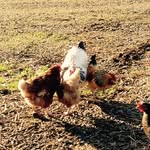 Raymond Chickens - @raymond_chickens - Instagram
