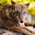 Raymond Coen - @wolfe_coen - Instagram