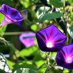 Raymond Darr - Facebook