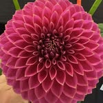 Raymond Duffy - @raymondpduffy - Instagram