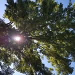 Raymond Eade - @tennessee_landscaping_and_arbo - Instagram